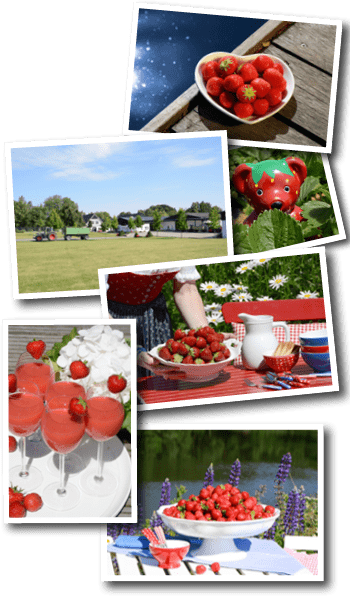 Boeckmann Erdbeeren Bildmotive Sommer und Erdbeeren
